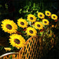 🌻Sunflower Solar Garden Lights, Auto On/Off Long Lasting IP65 Waterproof LED Stake Lights for Patio Yard Pathway Decoration ✨
