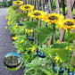 🌻Sunflower Solar Garden Lights, Auto On/Off Long Lasting IP65 Waterproof LED Stake Lights for Patio Yard Pathway Decoration ✨